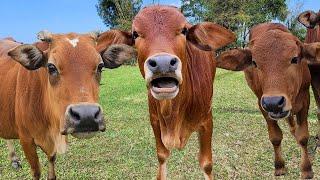 liên khúc nhạc con bò remix  -  parody con bò sôi  động - nhạc con bò hay nhất