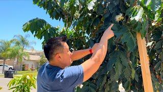 Growing Inga Ice Cream Bean Trees in 25°F - 115°F Climate