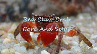 Red Claw Crabs Care And Setup