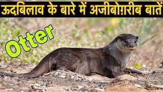 ऊदबिलाव के बारे में 22 रोचक तथ्य  Interesting facts about Otter in Hindi