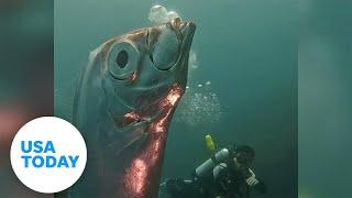 Divers encounter weird reflective silver fish  USA TODAY