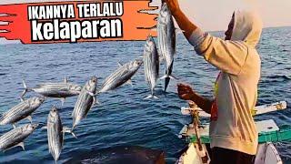 semua harus menonton cara pemancing tradisional menaklukkan ratusan ikan tongkol EPISODE 2 DUA