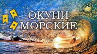  Норвежское море  Окунь морской норвежскийх2  Окунь-клювач  Русская рыбалка 4 