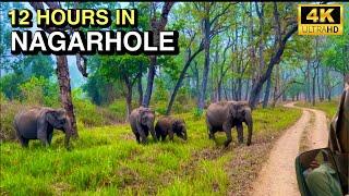 12 Hours of Wildlife Excitement in Nagarhole Tiger Reserve Nanachi  4K UHD