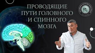 Проводящие пути головного и спинного мозга  Conduction pathways of the brain and spinal cord