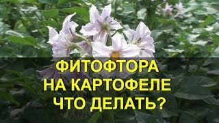 ФИТОФТОРА НА КАРТОФЕЛЕ ЧТО ДЕЛАТЬ?