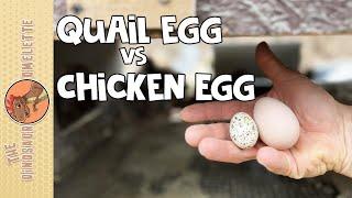 Quail Egg vs Chicken Egg