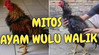 TENTANG AYAM WULU WALIK