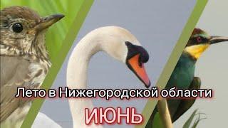 Лето в Нижегородской области  ИЮНЬ