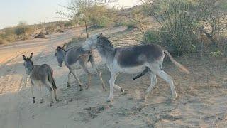 Donkeys Loving Scene @MP2animals ‎@Animalslife142 