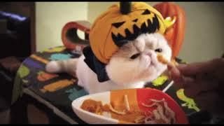 .. cute animals .. #Halloween #cuteanimals #halloweenanimals #spoopy #memes