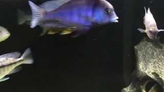 Lake Malawi African Cichlids HD