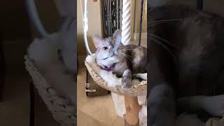 Cat funny video  kids fun #kidsvideo #funny #catvideos #shorts