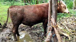 YA AMPUN GAK TEGA KANDANG SAPI PALING EXTRIM DI TENGAH HUTAN