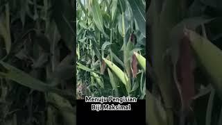 Keren... Penampilan tongkol jagung dalam proses pengisian dan pematangan biji.#shorts