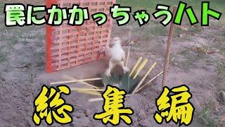 ハトさんトラップ総集編