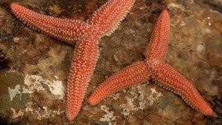 The Dividing Starfish