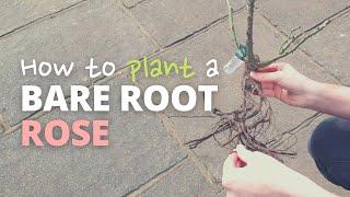 How to Plant a Bare Root Rose