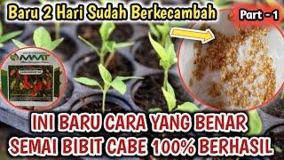 100% Berhasil  Cara semai bibit cabe yang benar dijamin anti gagal