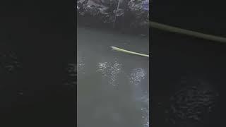 #short ngga nyangka spot di depan mata ada ikan nya