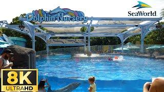 Exercise  Activity Time at SeaWorlds Dolphin Nursery Orlando FL - 8K Theme Park POV Video