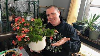 Pruning Kalanchoe  When Why and How? Bonus Propagation Tips