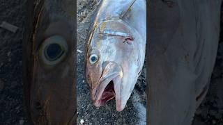 35 kglık Dev Kuzunun Ağzından bakın ne çıktı… #balıkavı #amberjack #alanyabalıkavı