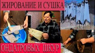 Жирование и сушка ондатровых шкур. Выделка ондатры