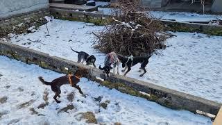 Laufhund und Vorstehund im Zwinger