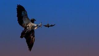 Hunting Bats with a Red Tailed Hawk  BBC Earth