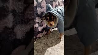 Со мной шутки плохи Той терьер Дина  #той #doglover #русскийтой #dog #тойтерьер