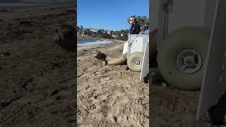 Two Elephant Seals Get Released