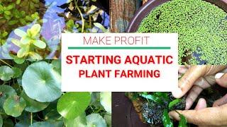 Starting Aquatic Plants Farm for Beginners Easy to Grow and Care Aquatic Plants  Goldfish Update