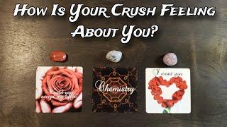  How Is Your Crush Feeling About You?  Pick A Card Love Reading