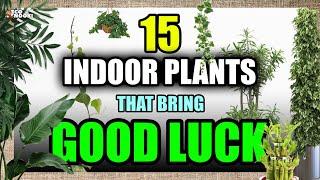 HEALTH & MONEY PROBLEMS? - These 15 GOOD LUCK plants will help you