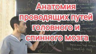 Анатомия ЦНС проводящих пути. Пирамидальные и экстрапирамидальные пути.