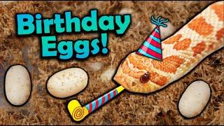 My Favorite Snake Laid Eggs on my Birthday