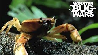 Army Ants vs  Rainforest Land Crab  MONSTER BUG WARS