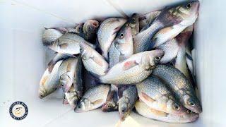 Fishing Secrets For Catching LOADS of White Perch