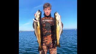 North Wales Spearfishing - BIG POLLOCK from the wild Llyn Peninsula