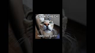 Cock Check  #memes  #catmemes  #shorts  #funny  #edit  #cat  #check 