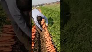 Fresh carrot  please subscribe to my channel for more videos 