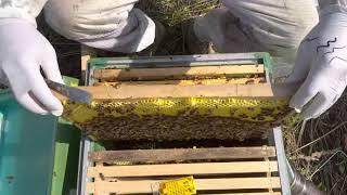 Среднерусская пчела и матка 100%чистоты