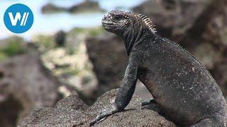 Ecuador und die Galápagos-Inseln erleben - Auf den Spuren von Charles Darwin Planet HD