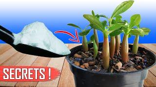 3 GARDENING SECRETS TO GROWING ADENIUM FROM SEEDS  HOW TO GROW ADENIUM?