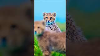 Wildlife photography environmental studies #shorts #viralshorts #short #wildlifephoto #wildanimals