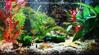 3 HOURS - GUPPY AQUARIUM - RELAXSLEEP MUSIC - MEDITATIONYOGA - SCREENSAVER