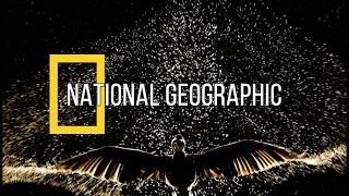 Le foto più belle del 2017 secondo National Geographic