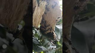 a Colony of Wasps in my Garden  #wildlife #insects #wasp #flies