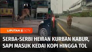 Heboh Hewan Kurban Pada Kabur Sapi Masuk Kedai Kopi Hingga Lepas di Jalan Tol  Liputan 6